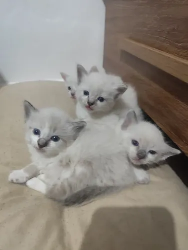 Filhotes de gatos para adoção