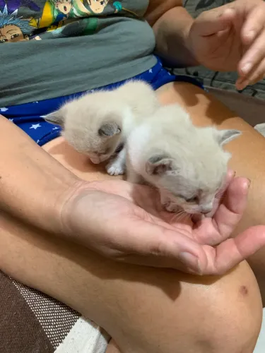 GATINHOS DOAÇÃO