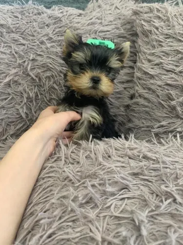 Brincalhona e perfeita yorkshire micro fêmea baby face 