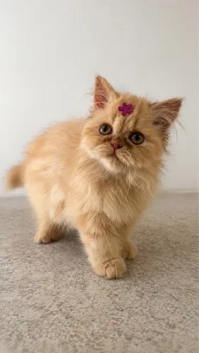 Gatinha persa