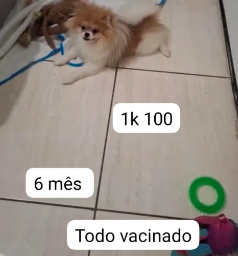 Vendo este lindo filhote de Lulu da Pomerânia anão com cartão e pedigree.