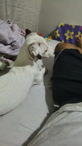 Jack Russell Terrier - Doação