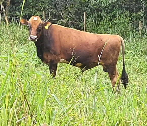 Tourinho Jersey