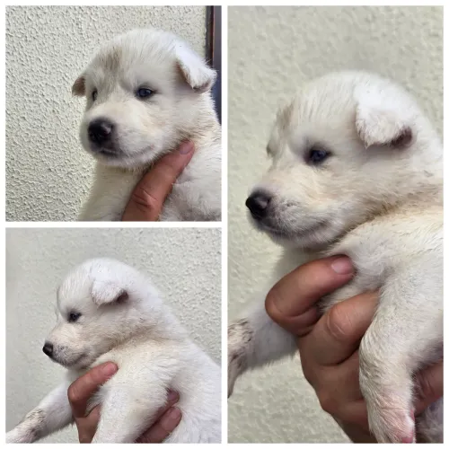 Husky siberiano filhotes excelente linhagem