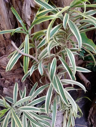 Planta Natural 