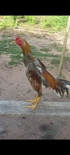 Galos