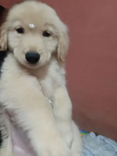 Filhote Golden Retriever, Patinhas Pequenas, Amor Sem Medidas!