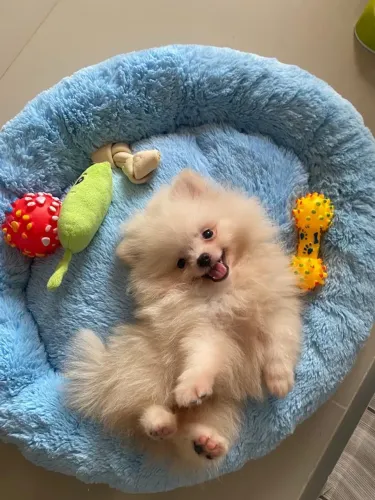 Spitz alemão macho com pedigree Cbkc