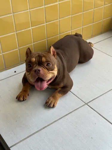 American Bully Exotic Tri Chocolate - Fêmea | Caruaru/PE