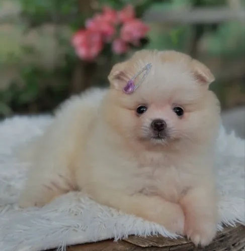 ? Os bebês mais fofos chegaram! Spitz Alemão Anão macho e fêmea disponíveis ?