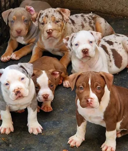 American Bully - Demonstre Carinho De Um Jeito Inexplicável