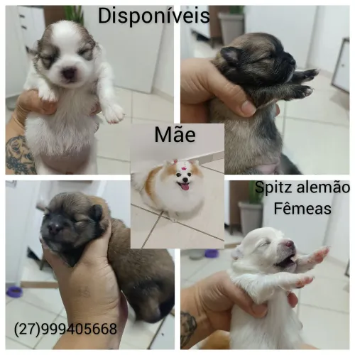 Fêmeas disponíveis para venda
