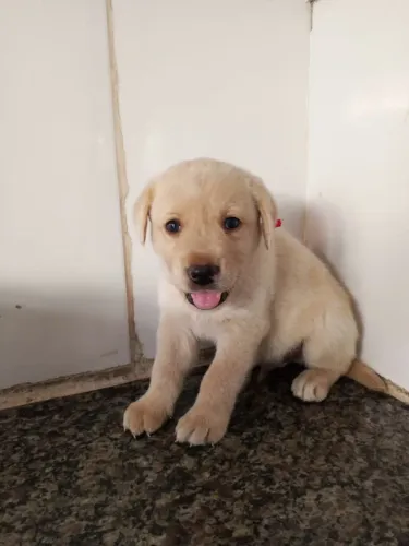 Labrador Filhote Macho e Fêmea com Pedigree e Exames