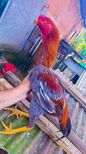 Galo bico curto