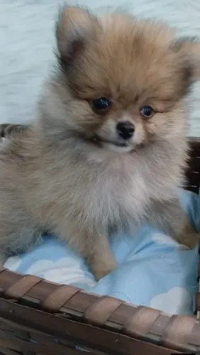 Machinho de Spitz alemão fofo