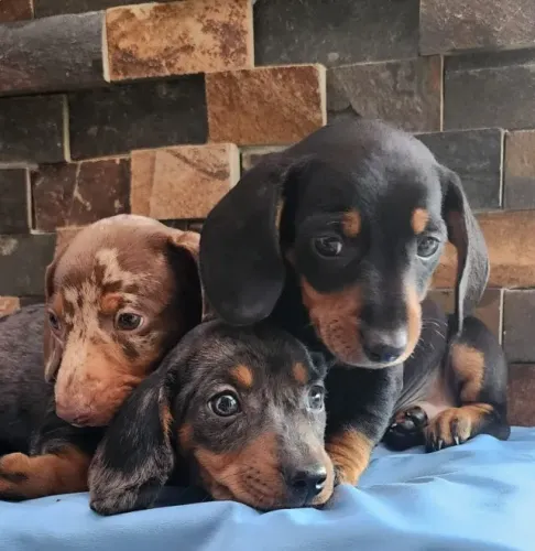 Mofadinho/Dachshund - Com pedigree a Pronta Entrega
