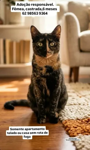 Linda gatinha pra adoção responsável. 