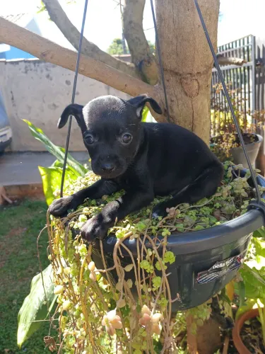 Vendo linda filhote de Pinscher fêmea