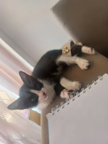 Gato macho para doação