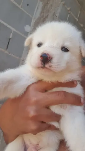 Husky siberiano