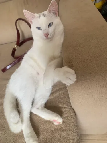 Gato Angora 