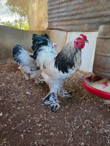 Pintinho e frango Raça Brahma