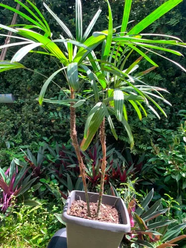 Palmeira