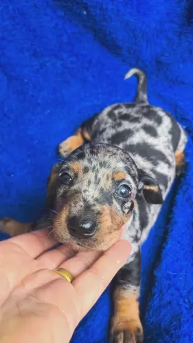 Daschund salsicha alerquim macho 