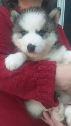 Filhotes de husky siberiano Fêmeas