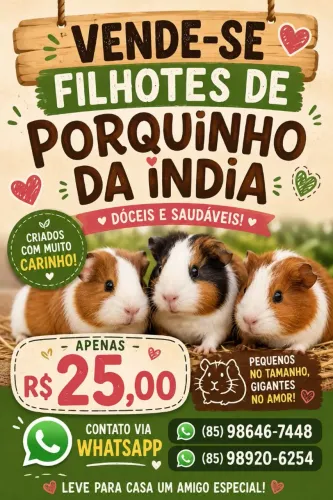Filhotes de Porquinho-da-Índia 