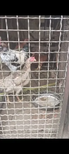 Galo e galinha de raça 