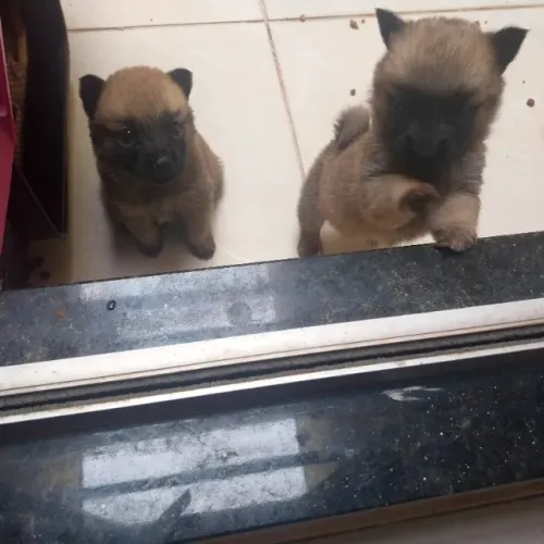 Filhotes irmãs