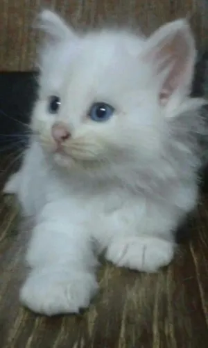 Doação de gato persa filhote macho