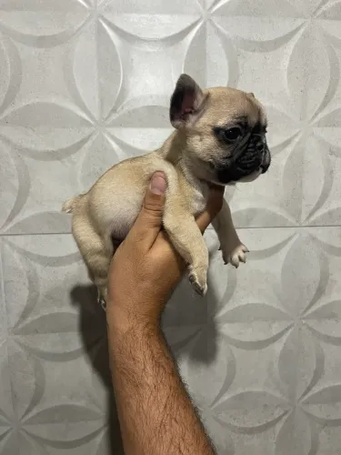 Bulldog francês