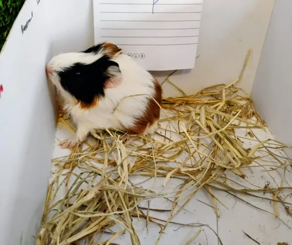 Porquinhos da Índia Filhotes 