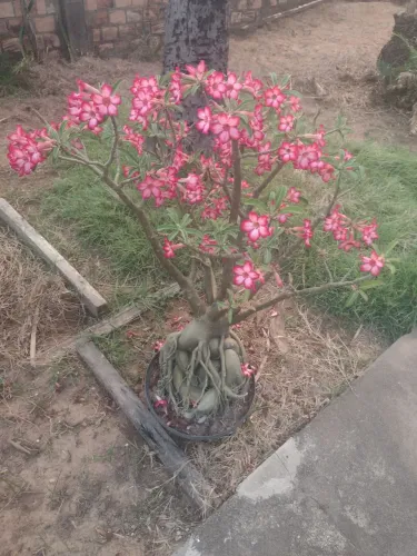 Rosa do deserto ( 12 anos de idade)