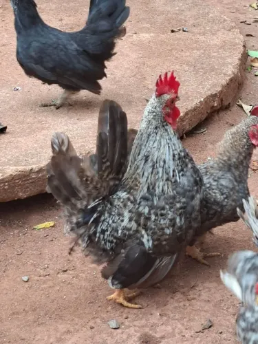 Vendo Galo Garnizé Nagasaki (ou Chabo)
