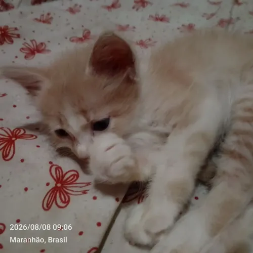 Gata