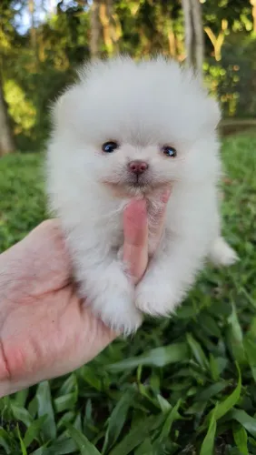 Splitz Alemão Anã Femea (Branco) - Lulu da Pomerânia