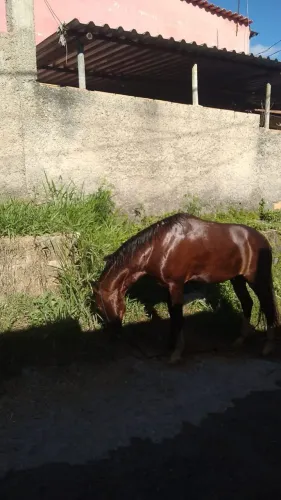 Cavalo bom
