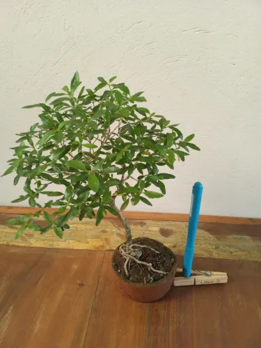 Bonsai R$ 60.00