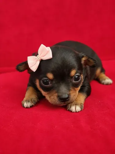 Chihuahua - Pelo Curto 