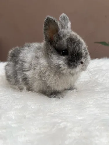 Mini coelho