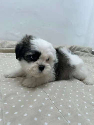 Shih tzu filhotes cheios de amor para você 