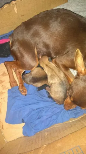 Vendo pinscher 00Fêmea