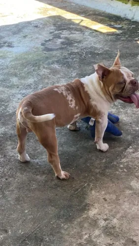 American Bully merle e micro