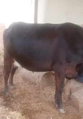 Oportunidade vacas leiteira