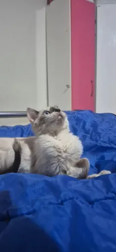 Doação de Gatas fêmea SRD