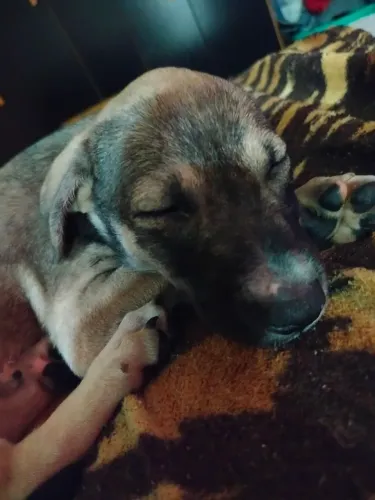 Doando cachorrinha