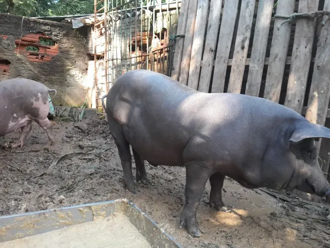 Casal de porco raça Nilo 